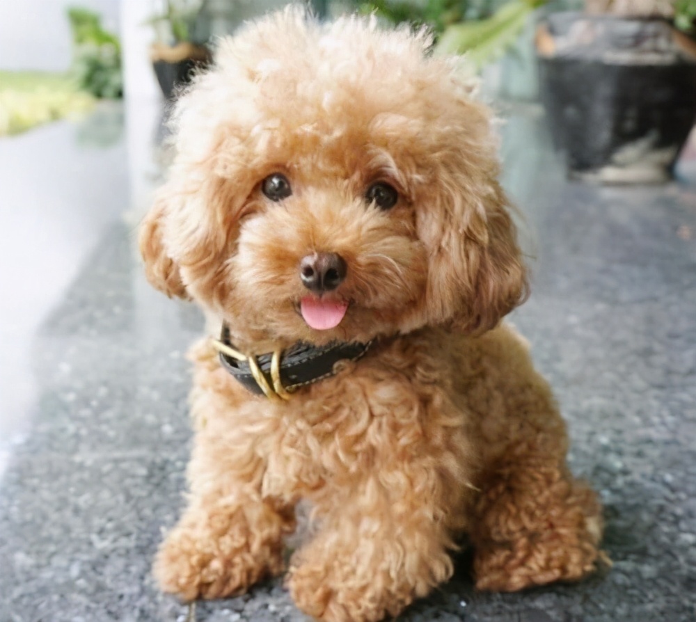 行业人建议：想养宠物犬，劝你选择这10种寿命长的狗狗