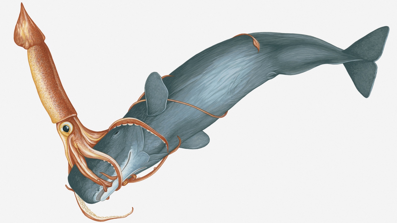 抹香鲸死后这些"结石"会浮上水面,经过长时间的风化作用,最终形成了