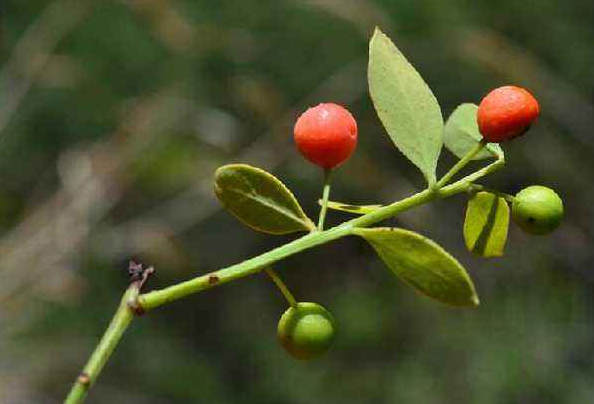 叁德悟檀香文化会-澳洲檀香果:可以治牙疼的优质水果