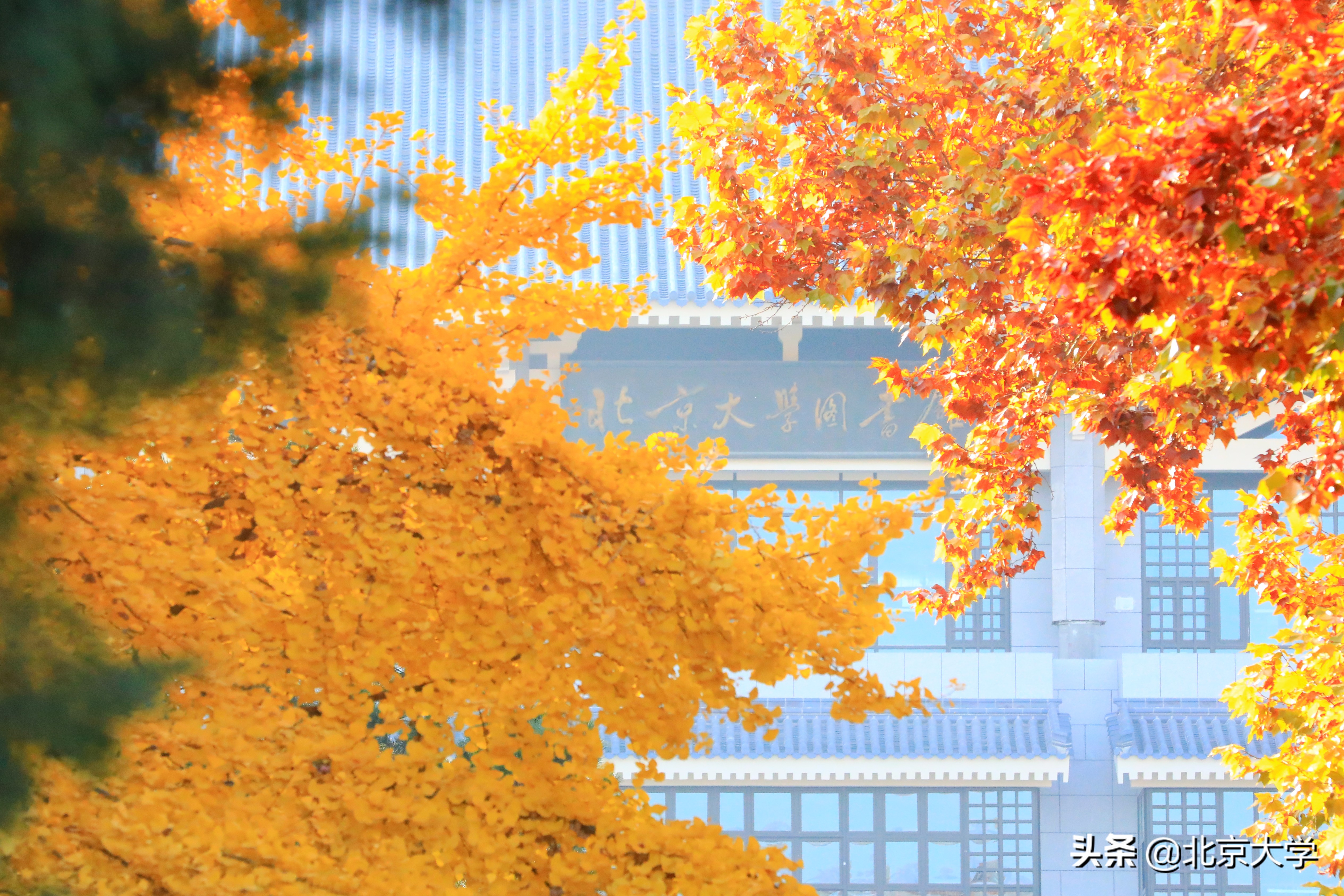 探园 | 燕园有多少个图书馆？