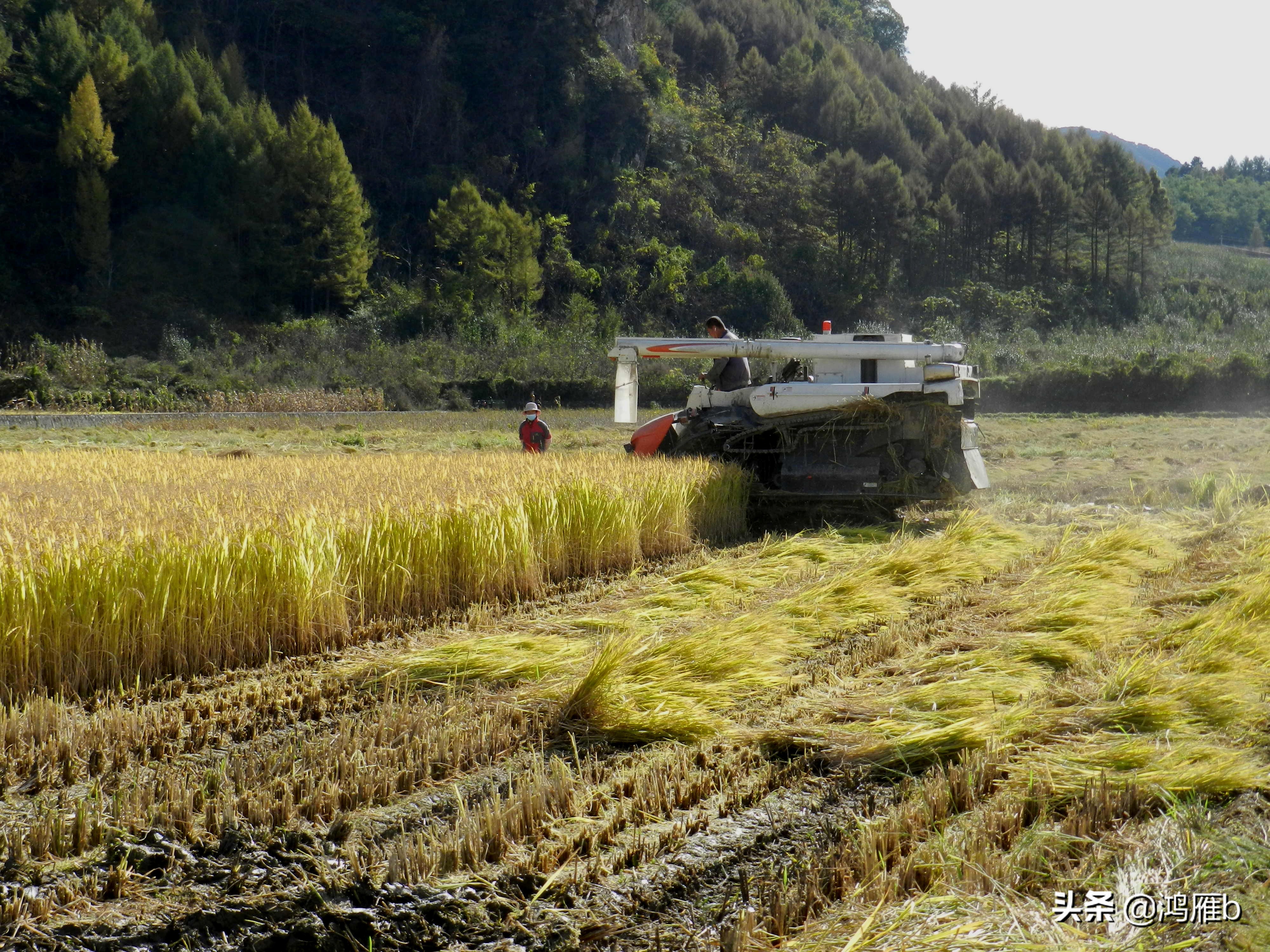 实拍水稻收割机收割水稻