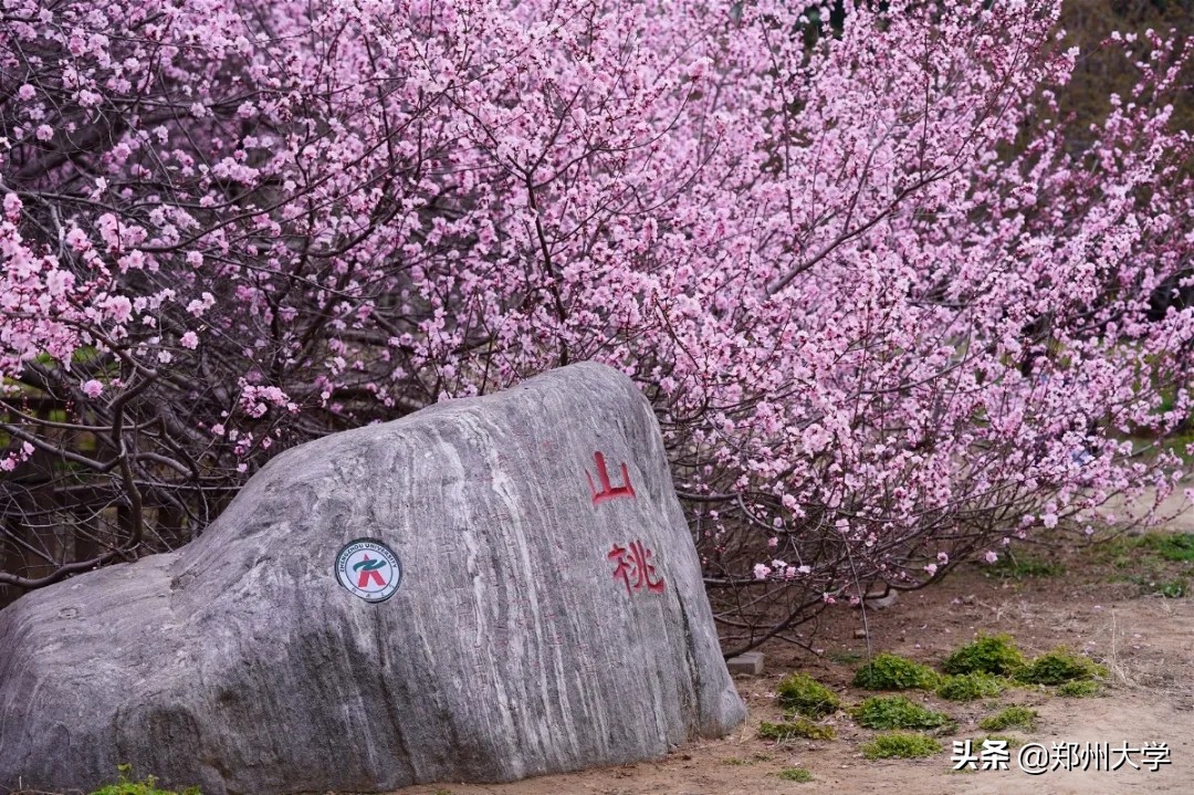 绝美！快来评选你心中最美的郑大“校花”