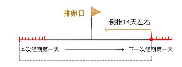 排卵期该咋计算，看完就知道！网友：我一男的进来，看的津津有味