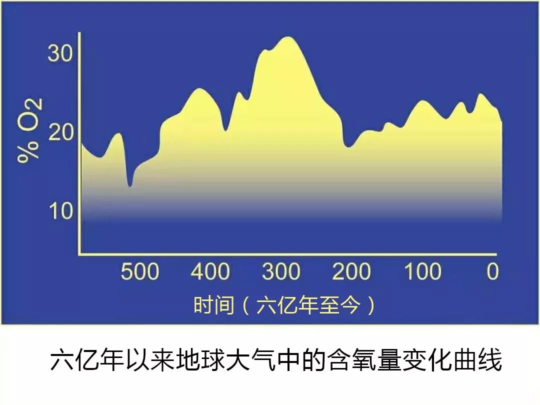 巨型蜻蜓(将近1米的大蜻蜓，地球上已知的有史以来最大的昆虫)