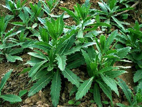 在农村有一种叫刺蓟草,它有哪些功效和作用呢?大家见过吗?