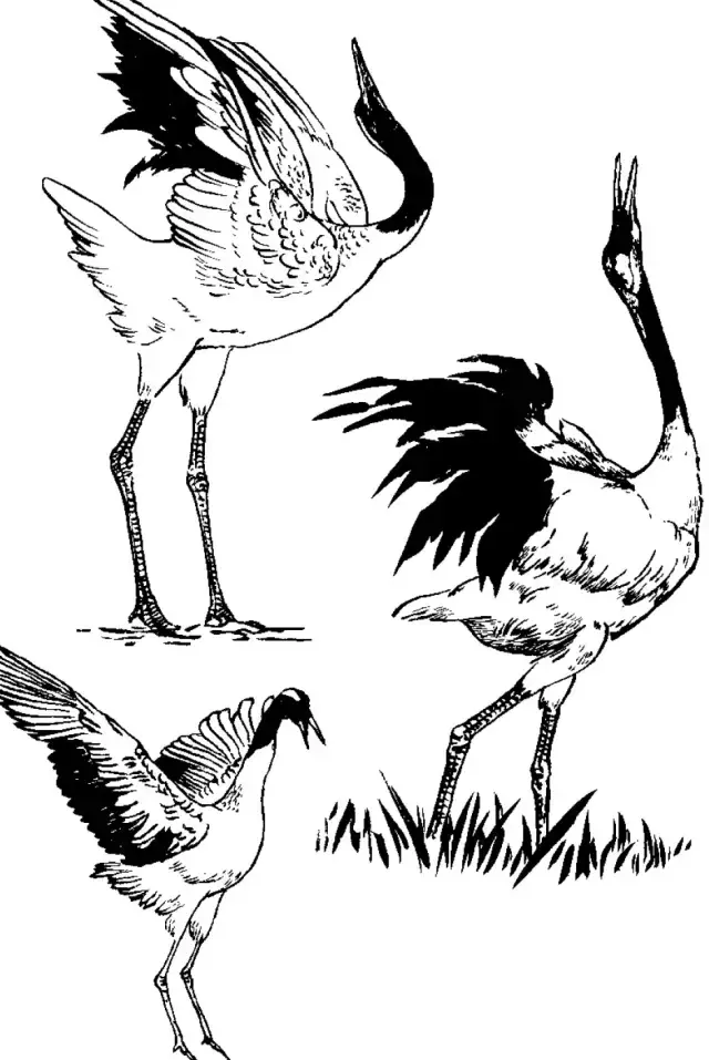 鹤立鸡群,白描干货资料:百鹤图谱!网友:难得一见