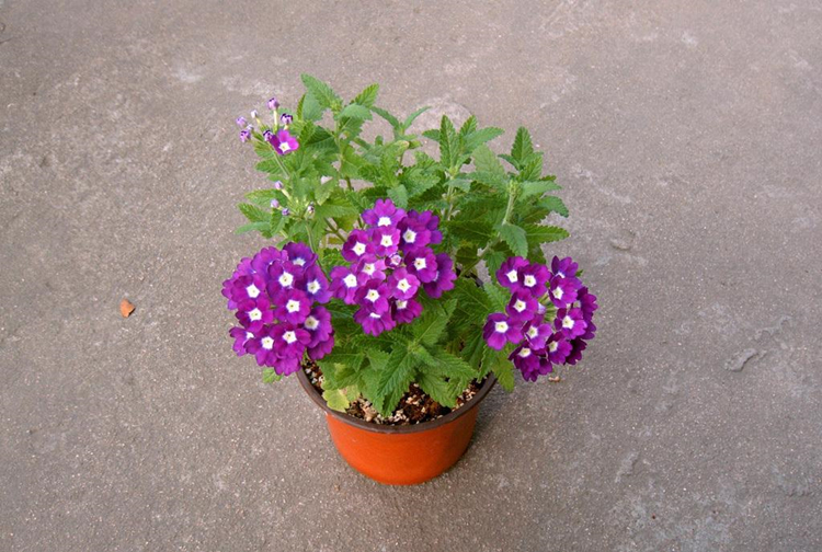 紫色小花有哪些（图文鉴赏6种常见的紫色花卉）