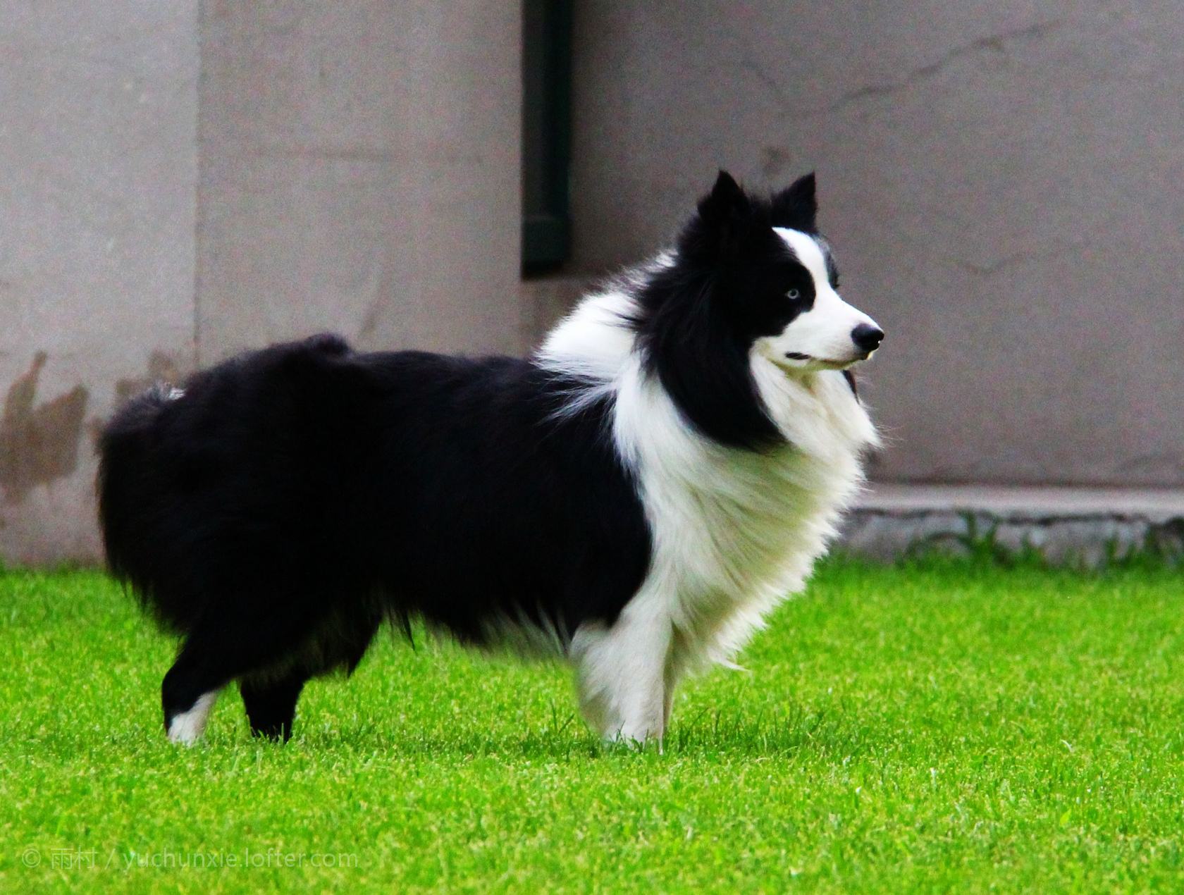 十大最聪明犬种排行榜：盘点智商最高、学习能力最强的犬类品种