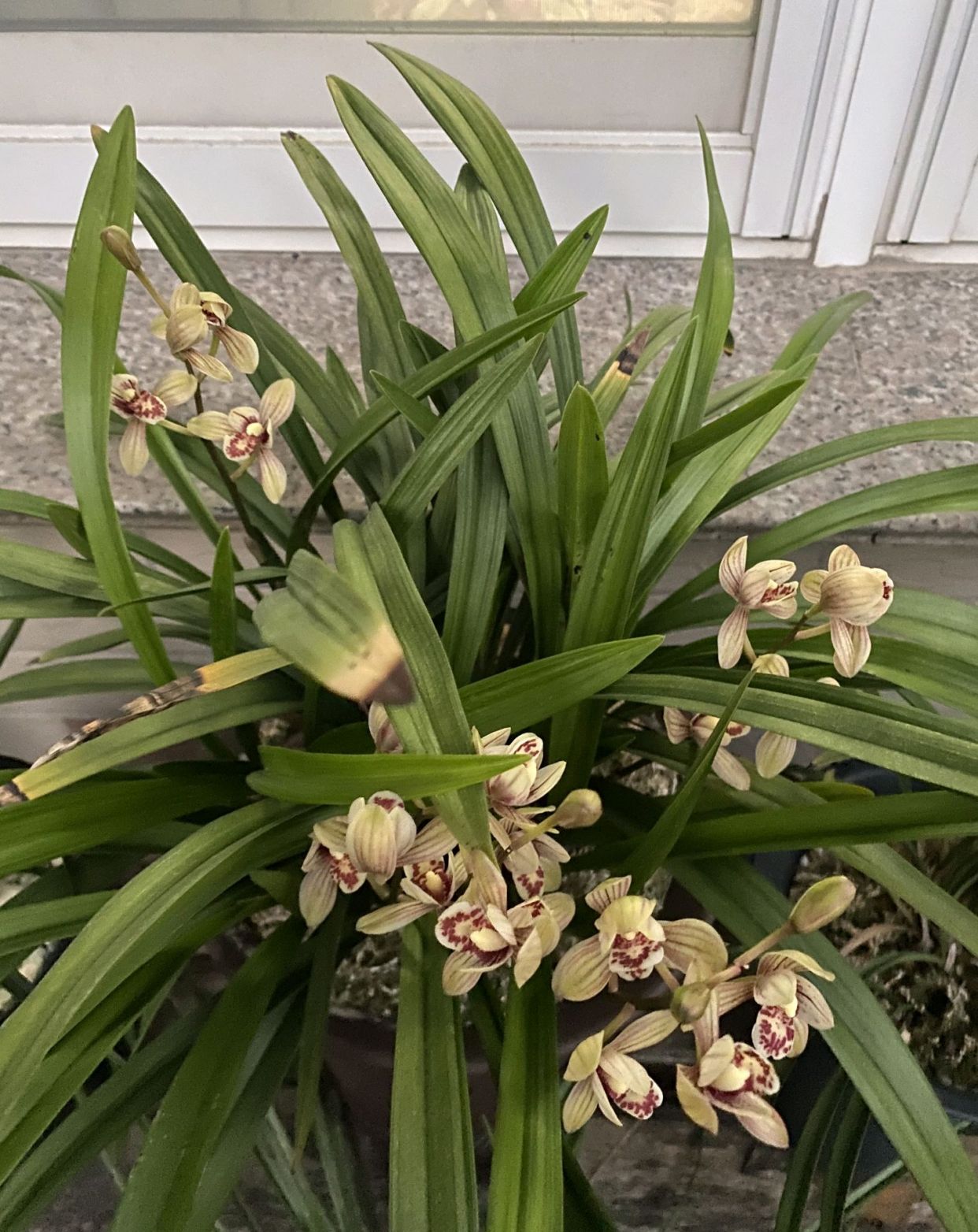 建兰君荷连续开花爆盆几年了,开完花以后想分苗,会影响复花吗