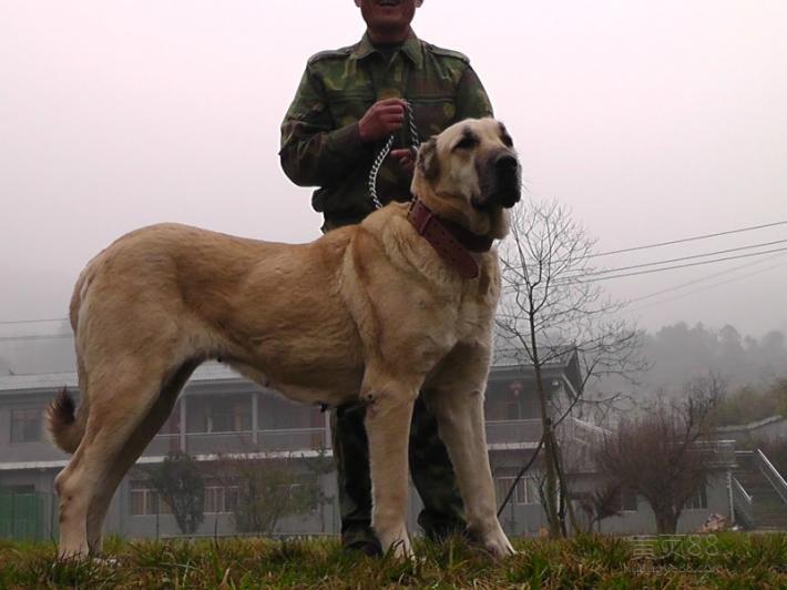 世界十大最凶猛大型犬品种排行榜