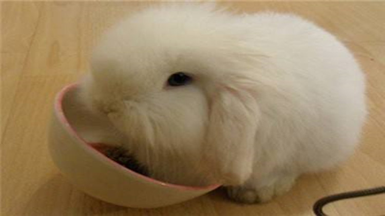 垂耳兔的飼養方法,垂耳兔的飼養方式