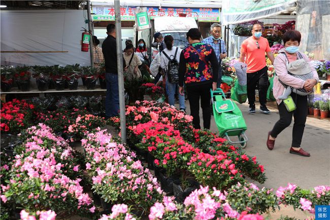 广州花卉批发市场(春节到,逛广州最大的岭南花卉市场,买盆年花就过年)