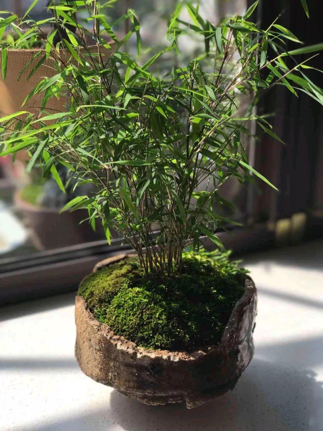观音竹图片及养殖方法(家里养花就选它,高品位,有档次,养1盆吉祥