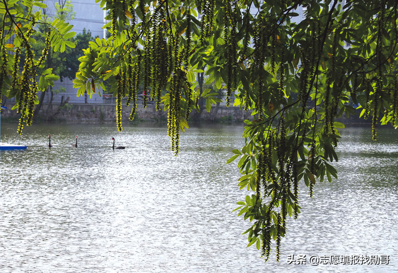 中国顶级医学院校，深度数据分析！不是“学霸”，也有好机会