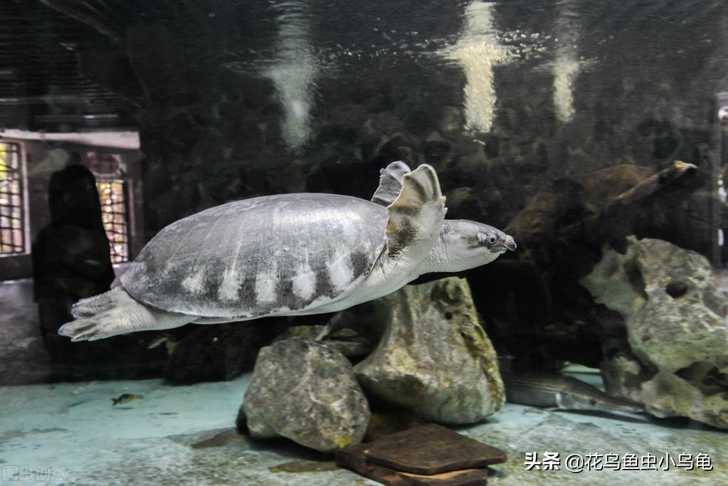 十大深水龟排名图片（18种常见的乌龟每种都有特色）