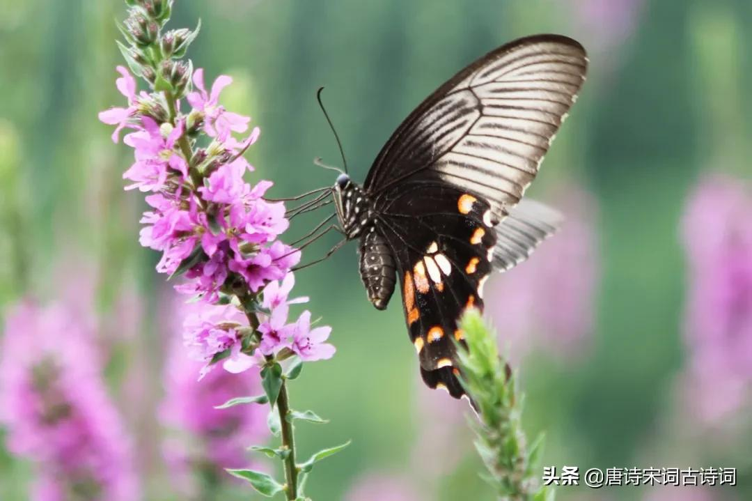 春天的节气图片（跟随节气见证春天的美丽）