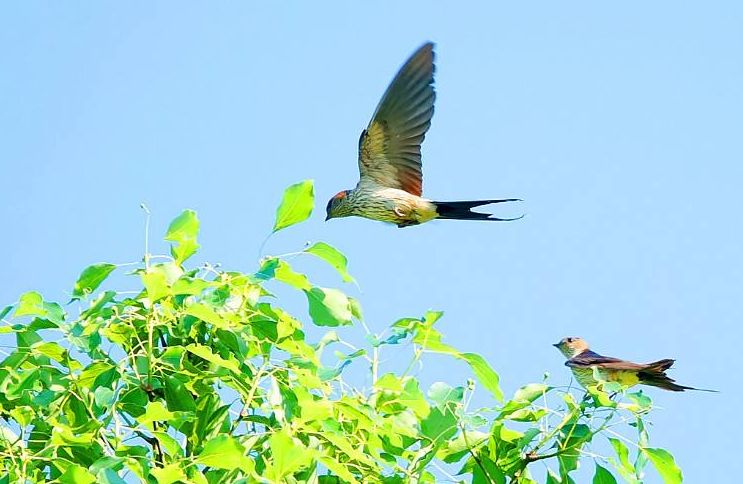 燕子春天古诗_关于春燕最经典的诗句 - 齐齐哈尔诗词网
