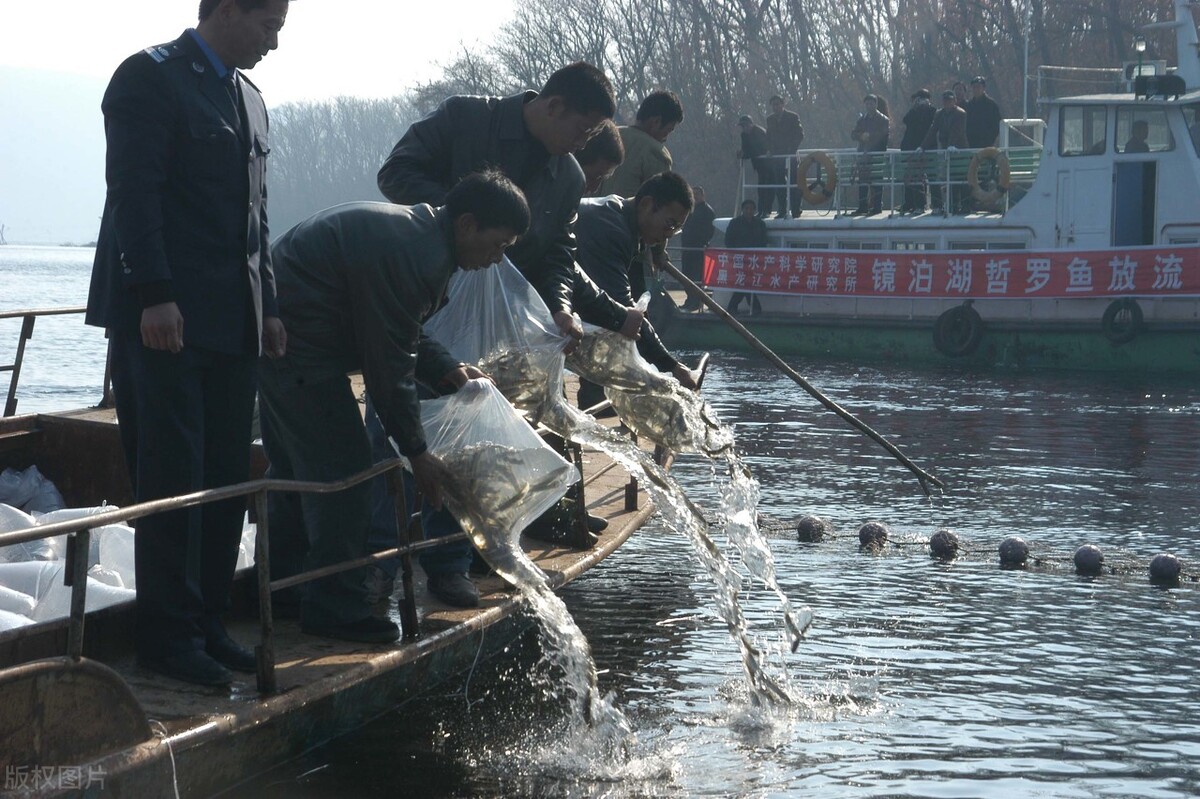 喀纳斯湖哲罗鲑(喀纳斯湖的“水怪”，到底是什么？10米长的大鱼，真是哲罗鲑吗？)