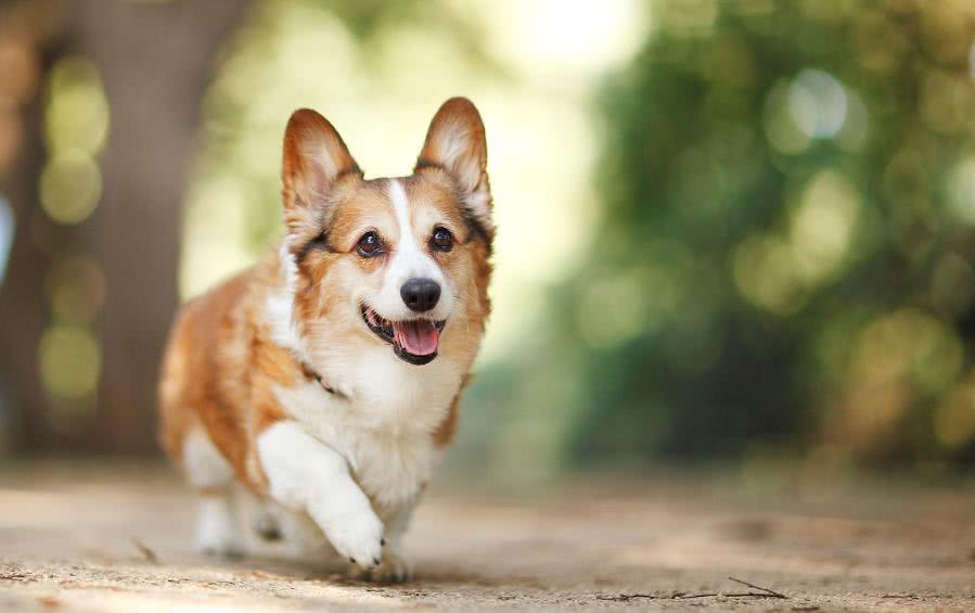 柯基犬纯不纯，主要看这5个地方，串串没办法装