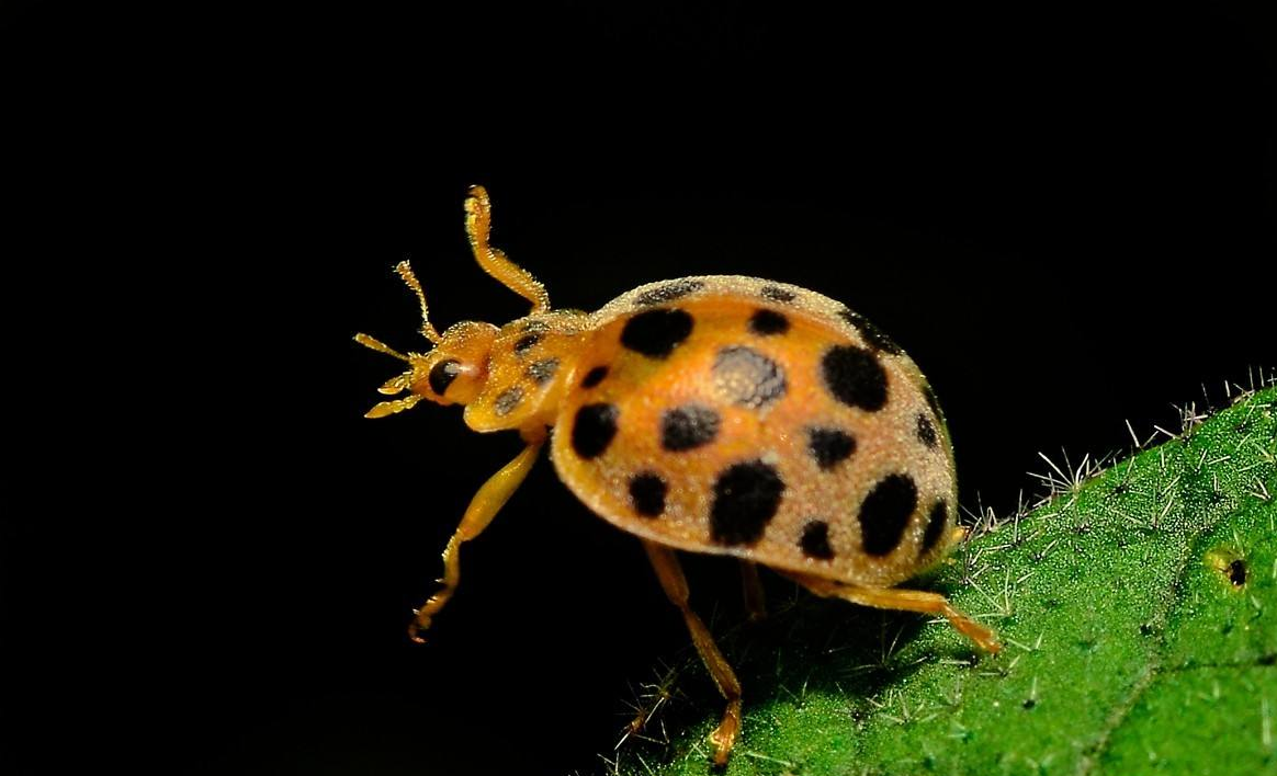 11种带星瓢虫,认识5种以上的,请允许我叫你一声大佬!