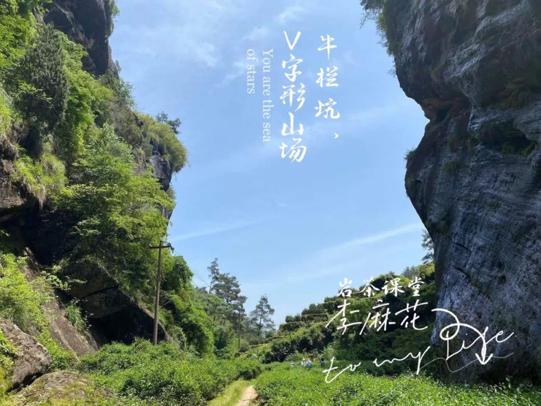 马头岩肉桂88元一泡，为何到了牛栏坑肉桂，好几百才能买一泡？