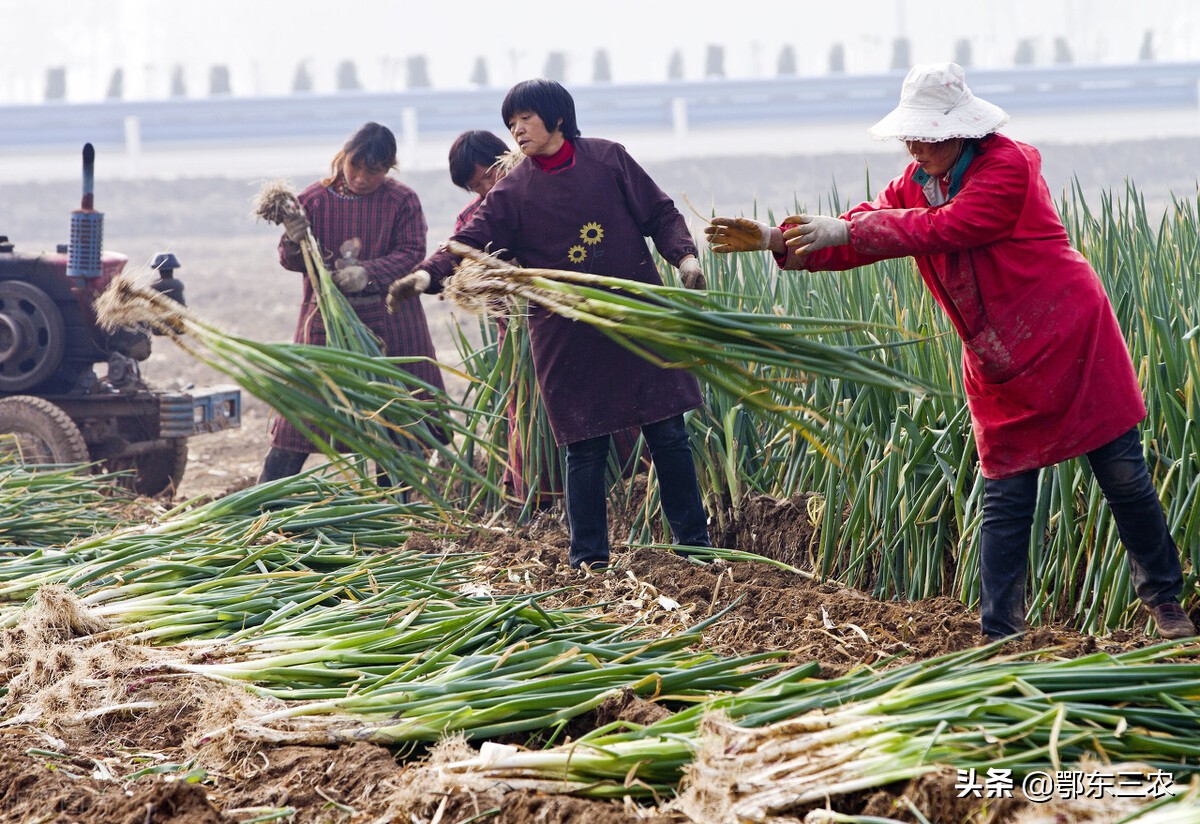 河南新野大葱涨价了，可达2.5元一斤，农民喜获丰收