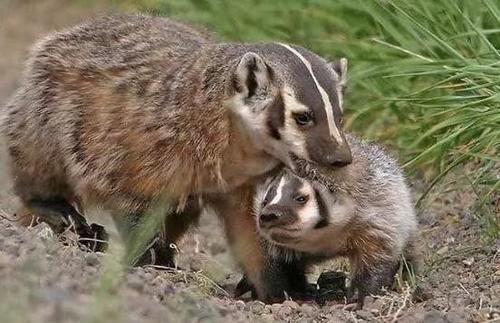 哺乳动物有哪些 高级哺乳动物有哪些-起航号