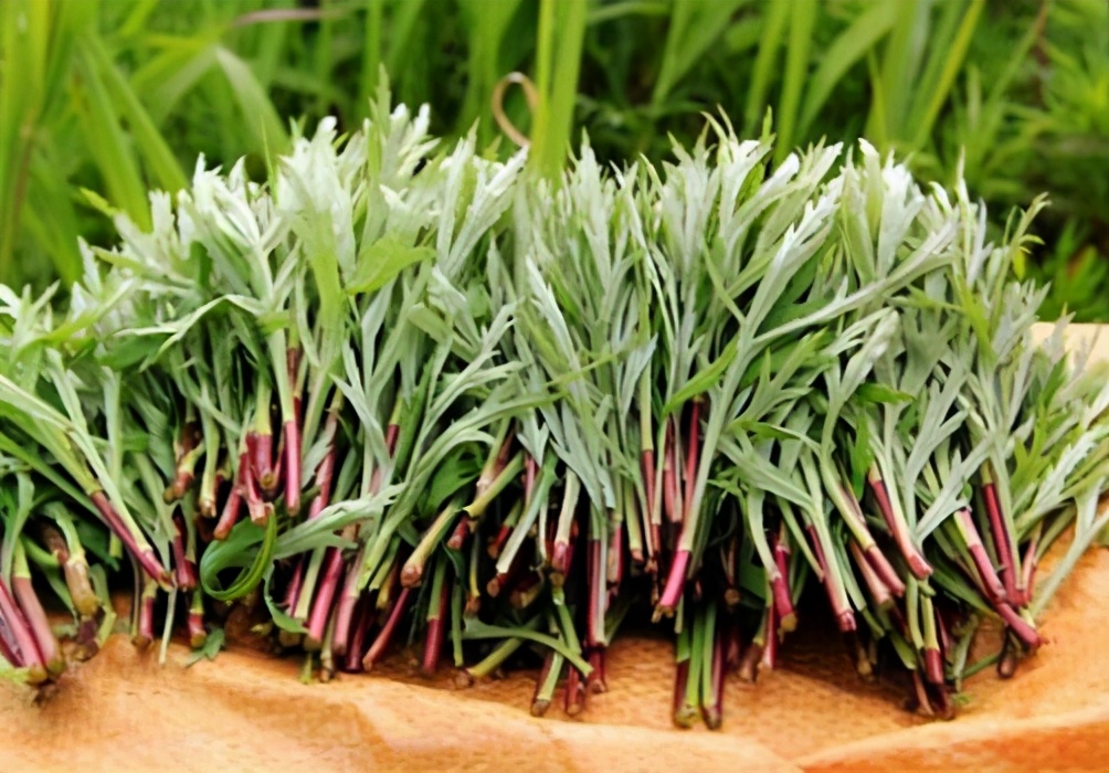 水蒿「水蒿是什么」