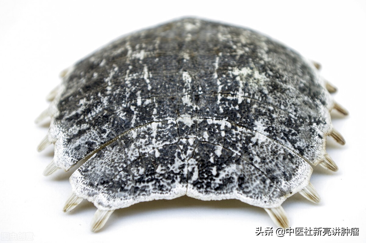 升麻的功效与作用及禁忌(中药鳖甲) - 行就行