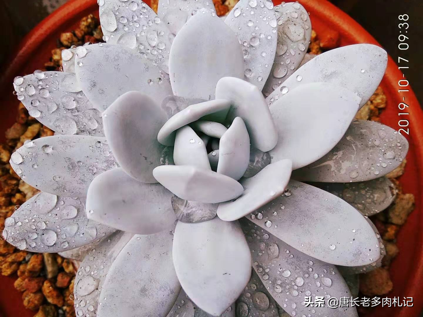 多肉可以淋雨吗（理论上来说所有多肉都可以淋雨）