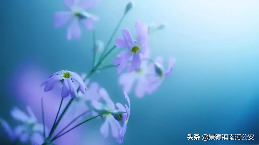 诗词 | 烟花三月，春光明媚了谁的忧伤？