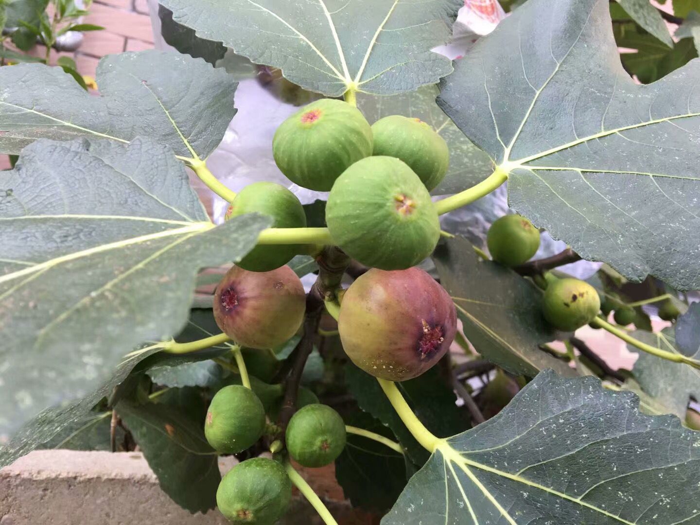 無花果樹怎樣修剪才能多結果(盆栽無花果樹怎樣修剪才能多結果) - 升