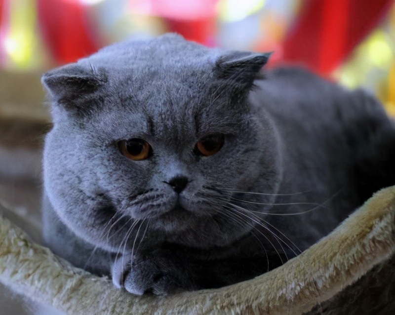 不易生病又好养的5种猫,真的太省心了