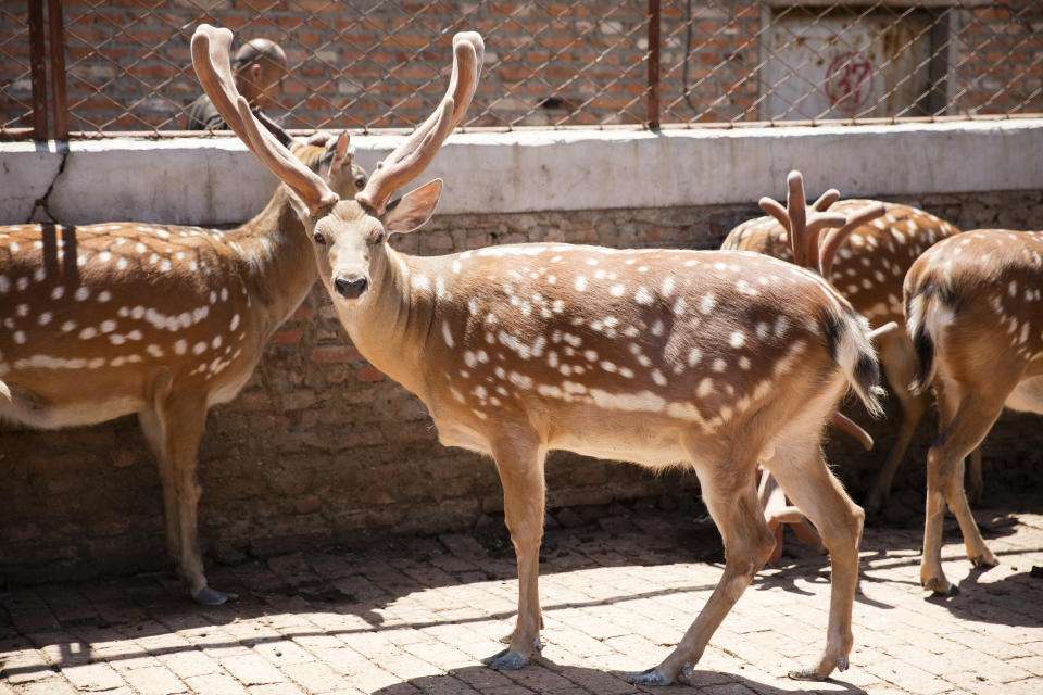 蒸鹿尾儿到底是什么(蒸鹿尾儿报菜名) - 风集网