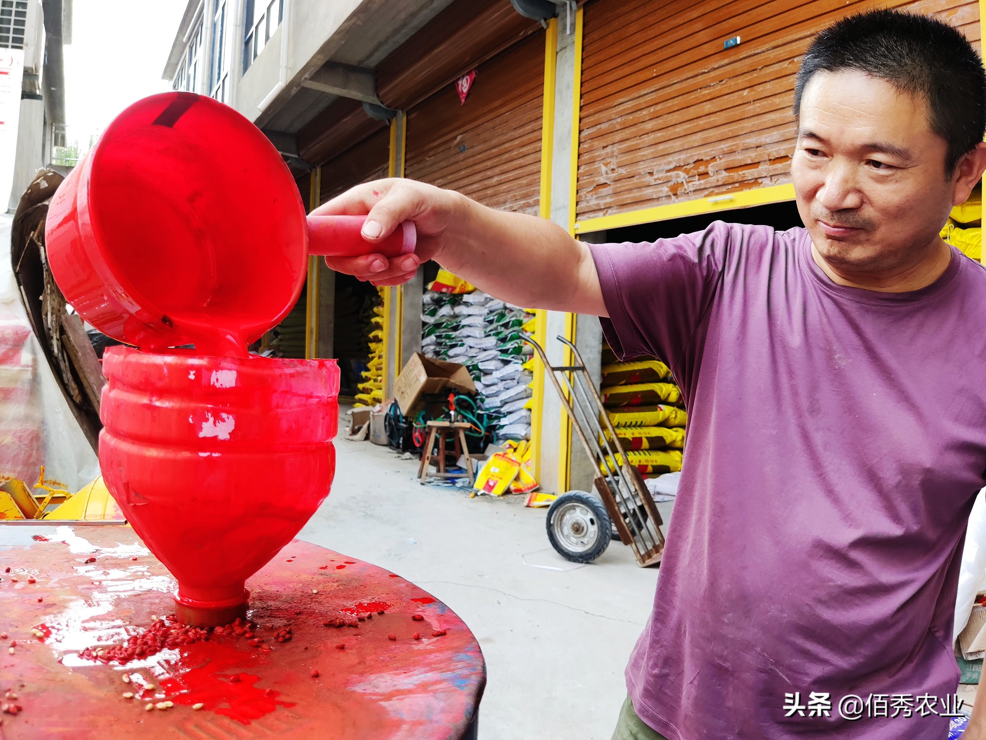 小麥病蟲害,