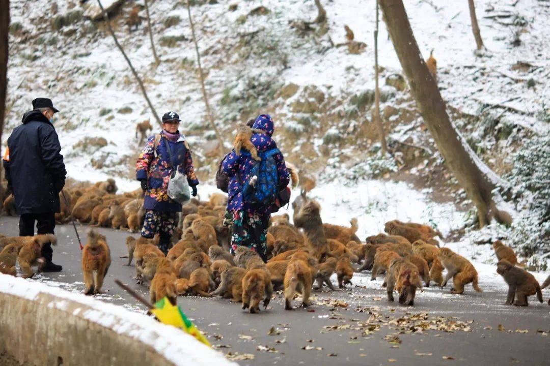 喝酒、杀人、吃同类的肉，印度猴子为何没人管？猴命比人命还贵