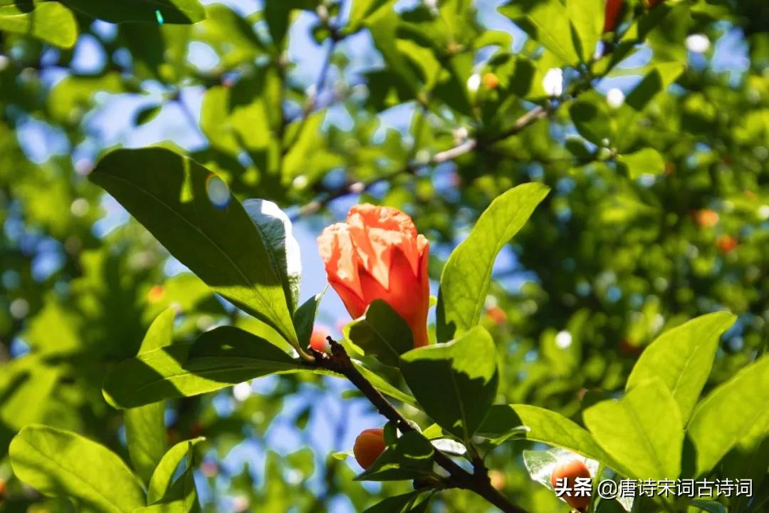 榴花红红映夏日