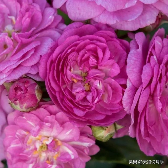 2020世界新品月季大赏，一起来看看都有哪些值得期待的新品种