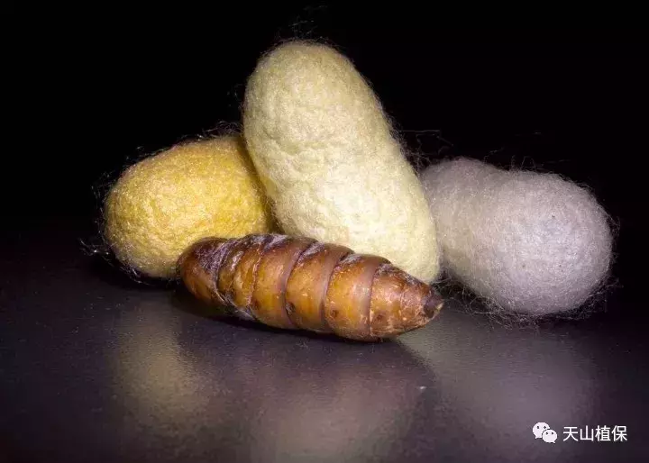 十大类杀虫剂详解