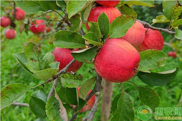 甘肃天水苹果最新报价，为何今年天水花牛苹果偏低？