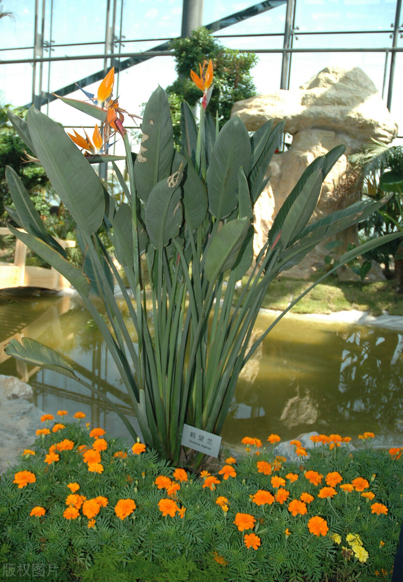 花语大全带图片和花名(50种家庭常见观叶植物) - 赤虎壹号