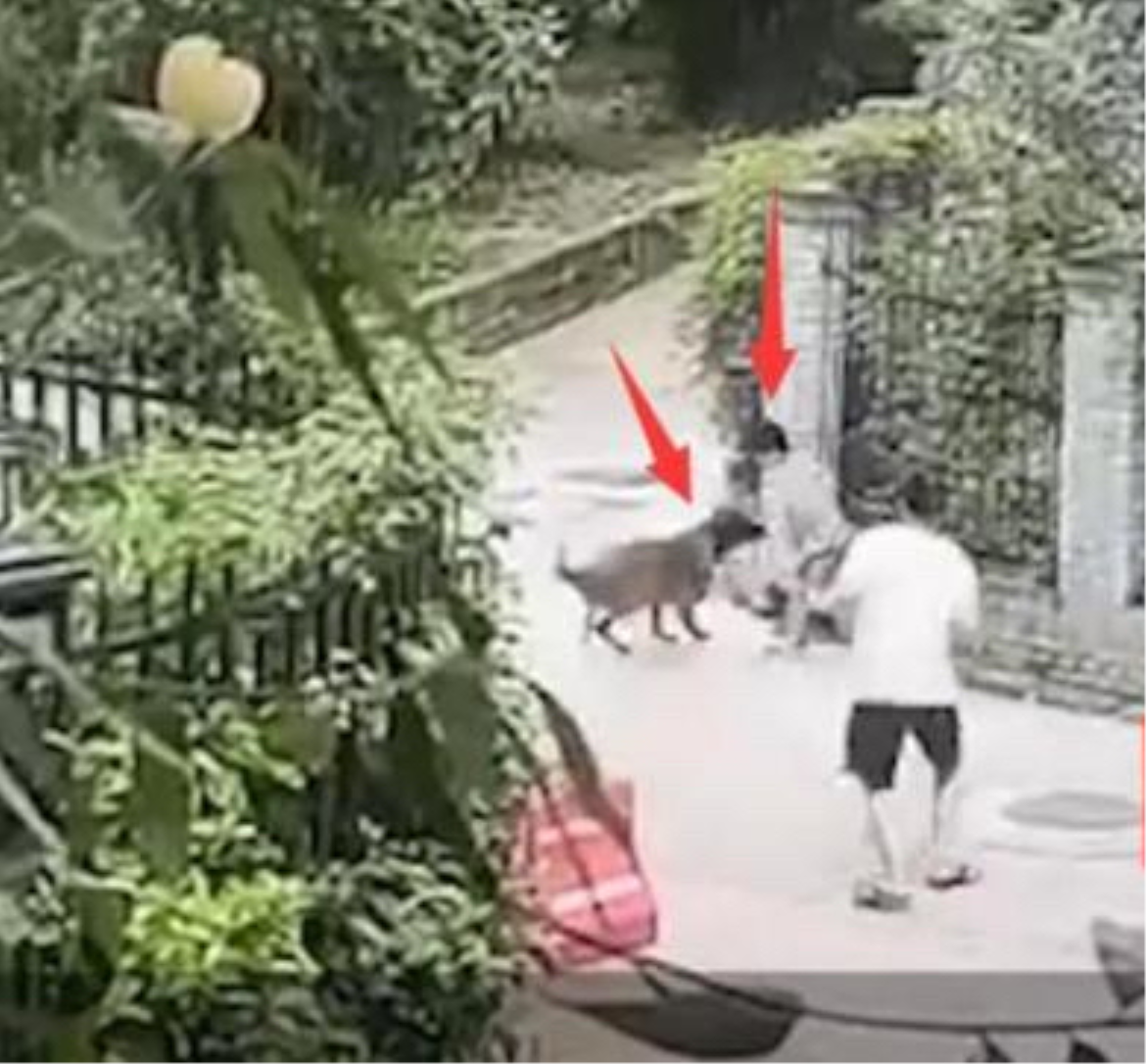 拿命控诉遛狗不牵绳！湖北女子跳楼自杀，被老太围追辱骂近两个月