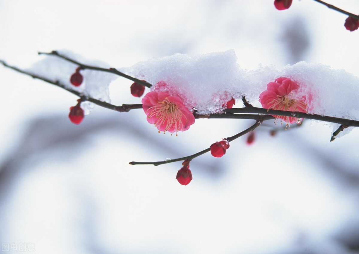 冬有冬的来意，雪有雪的秘密（50句关于初雪的浪漫句子）