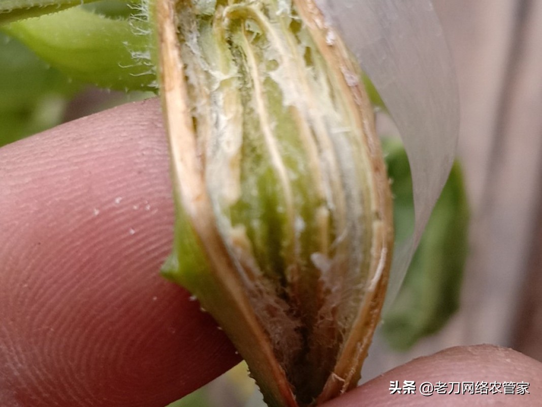 黄瓜茎蔓纵裂咋回事?原来是蔓枯病"找上门"