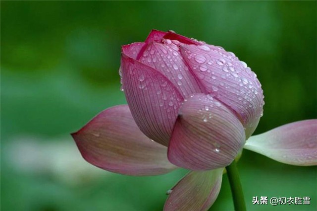 赏读李白的古风：秋花冒绿水，密叶罗青烟