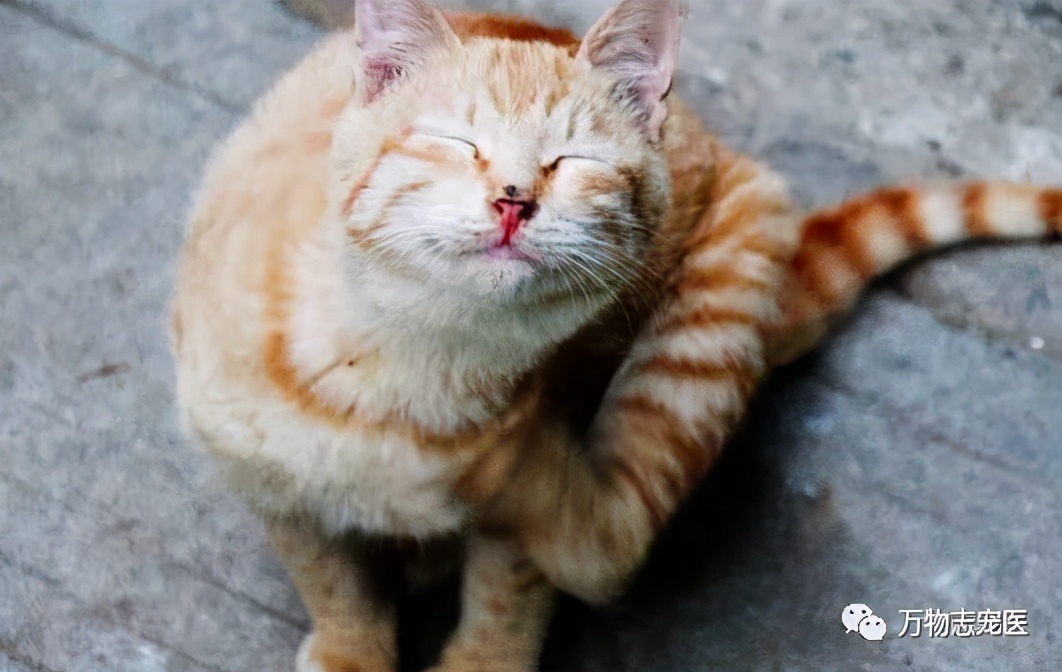 猫咪出现以下表现，八成是感染了寄生虫