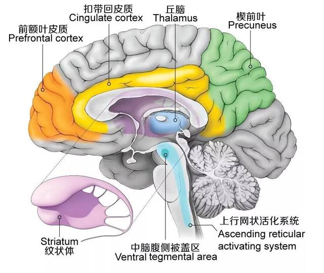 自杀者大脑的共同特征