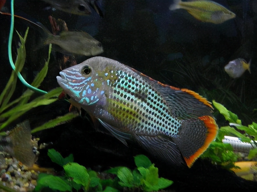 热带鱼品种大全图(近百种热带鱼欣赏)