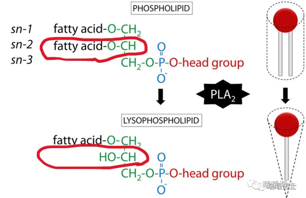 没有比这更详细的溶血磷脂的深度认识了