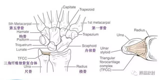 腕关节解剖图,腕关节解剖图X线